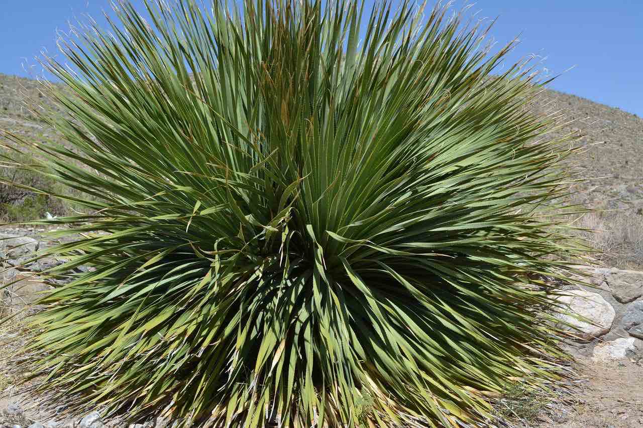 Wie schaut Yucca aus